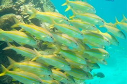 Coral Reef Parks Protecting Only 40 Percent of Fish Biomass Potential